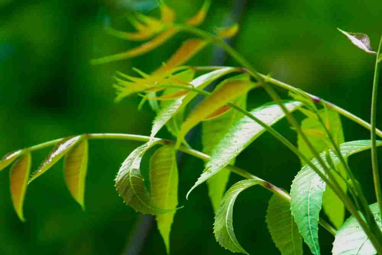 There is no plant in the world which has such an extensive benefits as the neem tree.