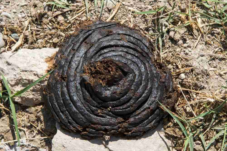 Various uses of Cow dung (Gobar)